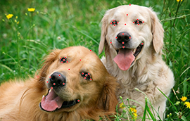 恒盛平台注册狗脸关键点标注技术引发行业关注